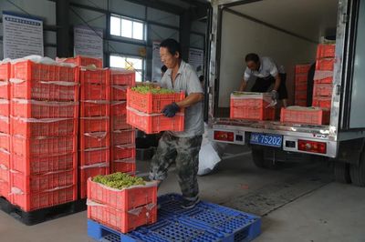 二二一團富鵬合作社 三色葡萄火了，就業路寬了！勞動保護用品銷售的新機遇