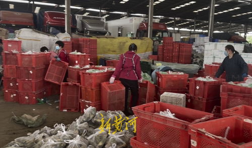 山東匡山農(nóng)產(chǎn)品市場(chǎng)解封探訪 防疫保供兩不誤，蔬菜價(jià)格穩(wěn)中有降，勞保用品銷售顯新意